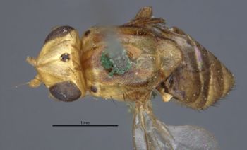 Media type: image;   Entomology 13364 Aspect: habitus dorsal view